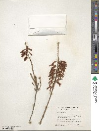 Erica mammosa image