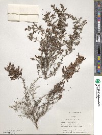 Erica melanthera image