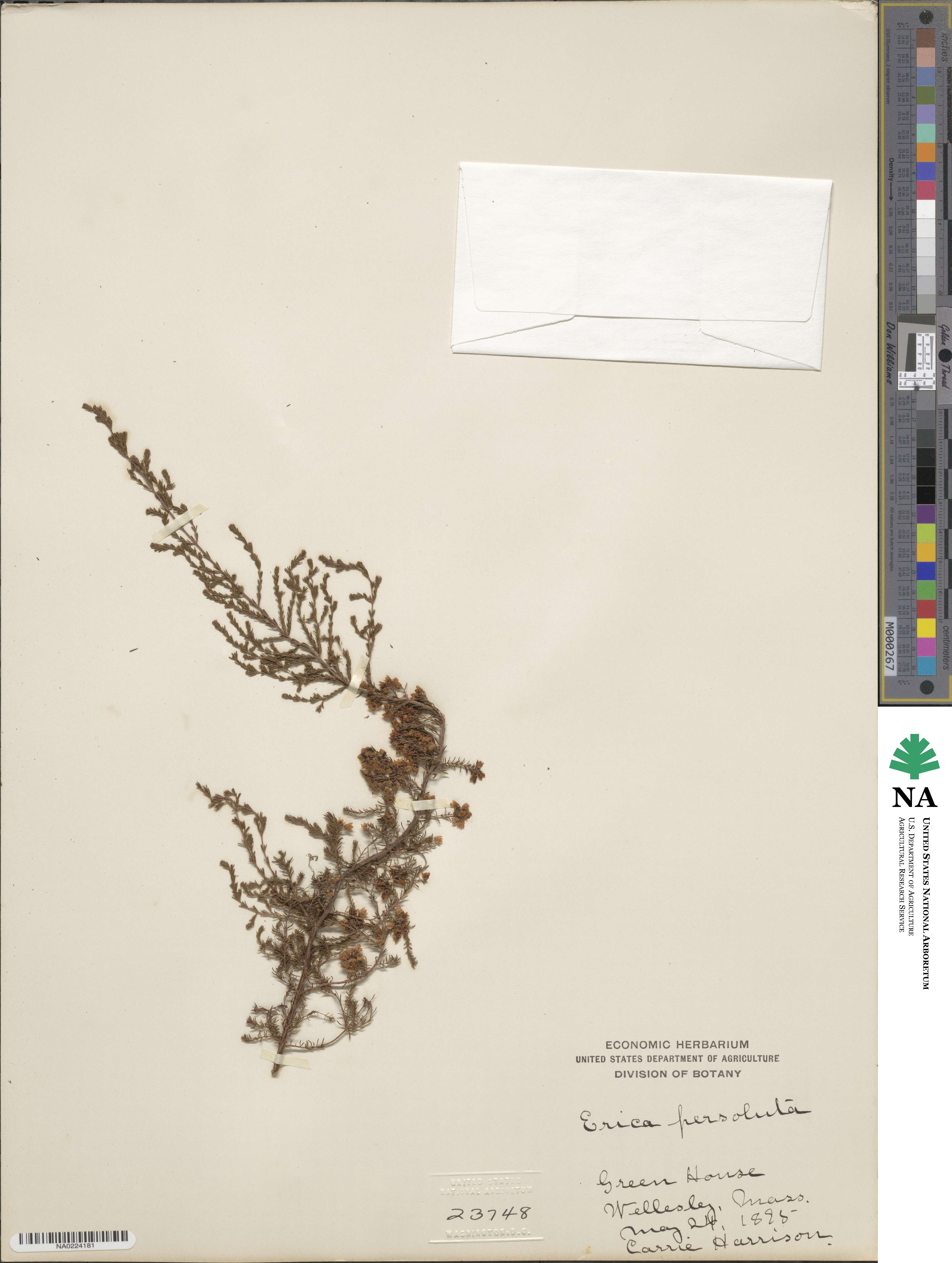 Erica persoluta image