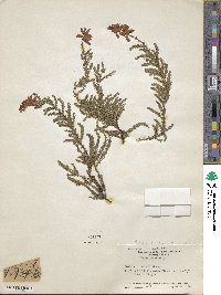 Erica ciliaris image