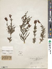 Erica ciliaris image