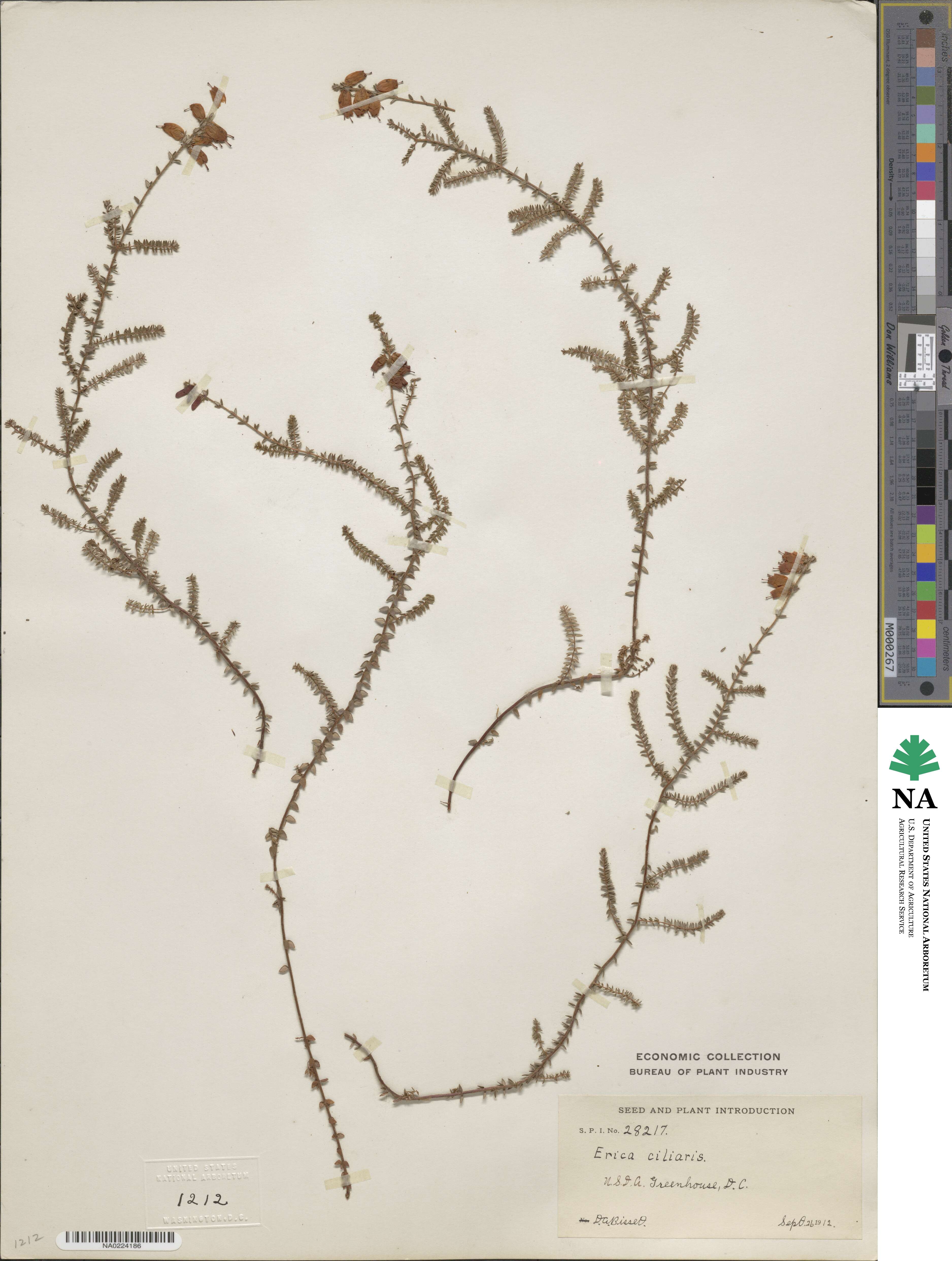 Erica ciliaris image