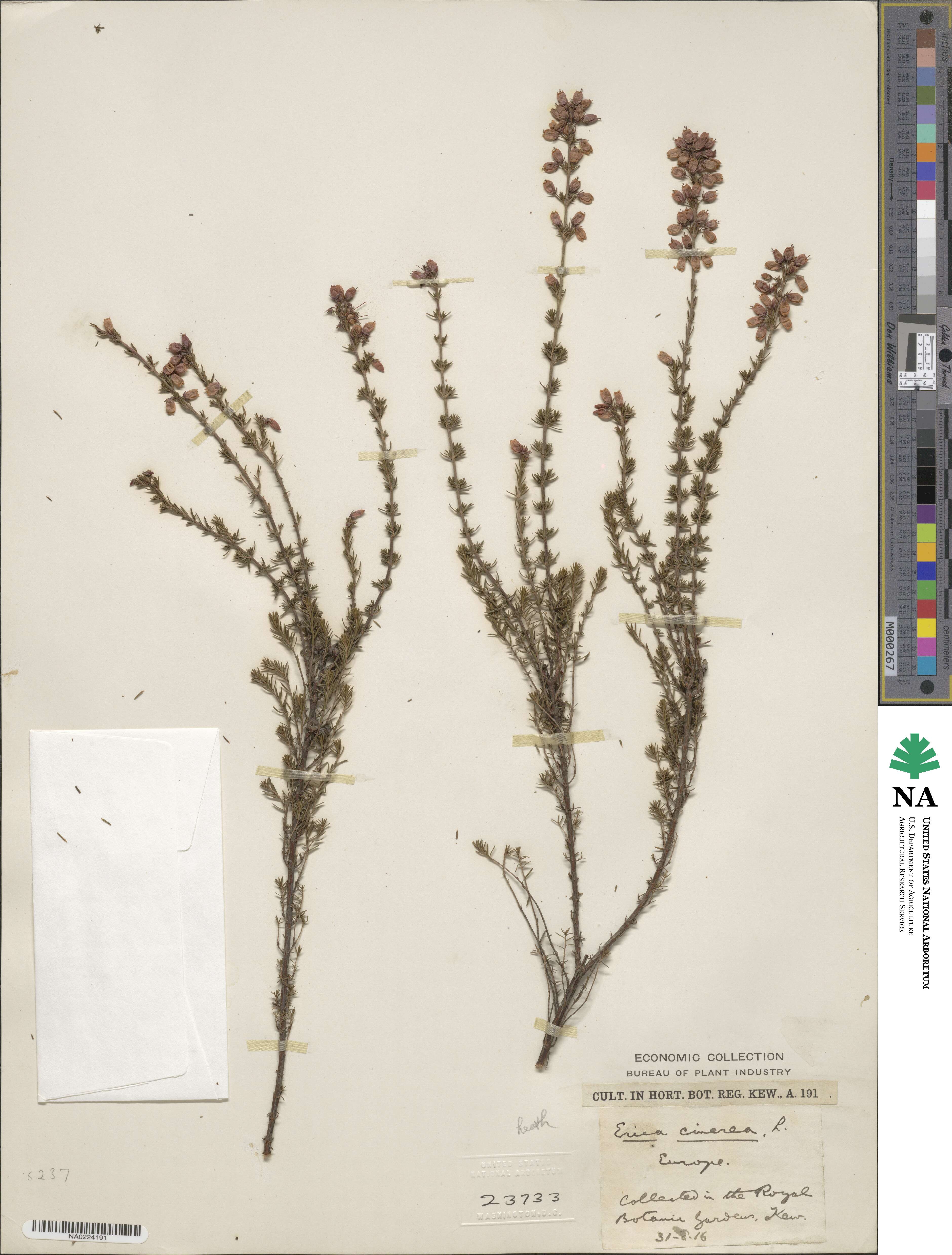 Erica cinerea image