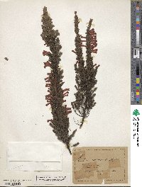 Image of Erica colorans