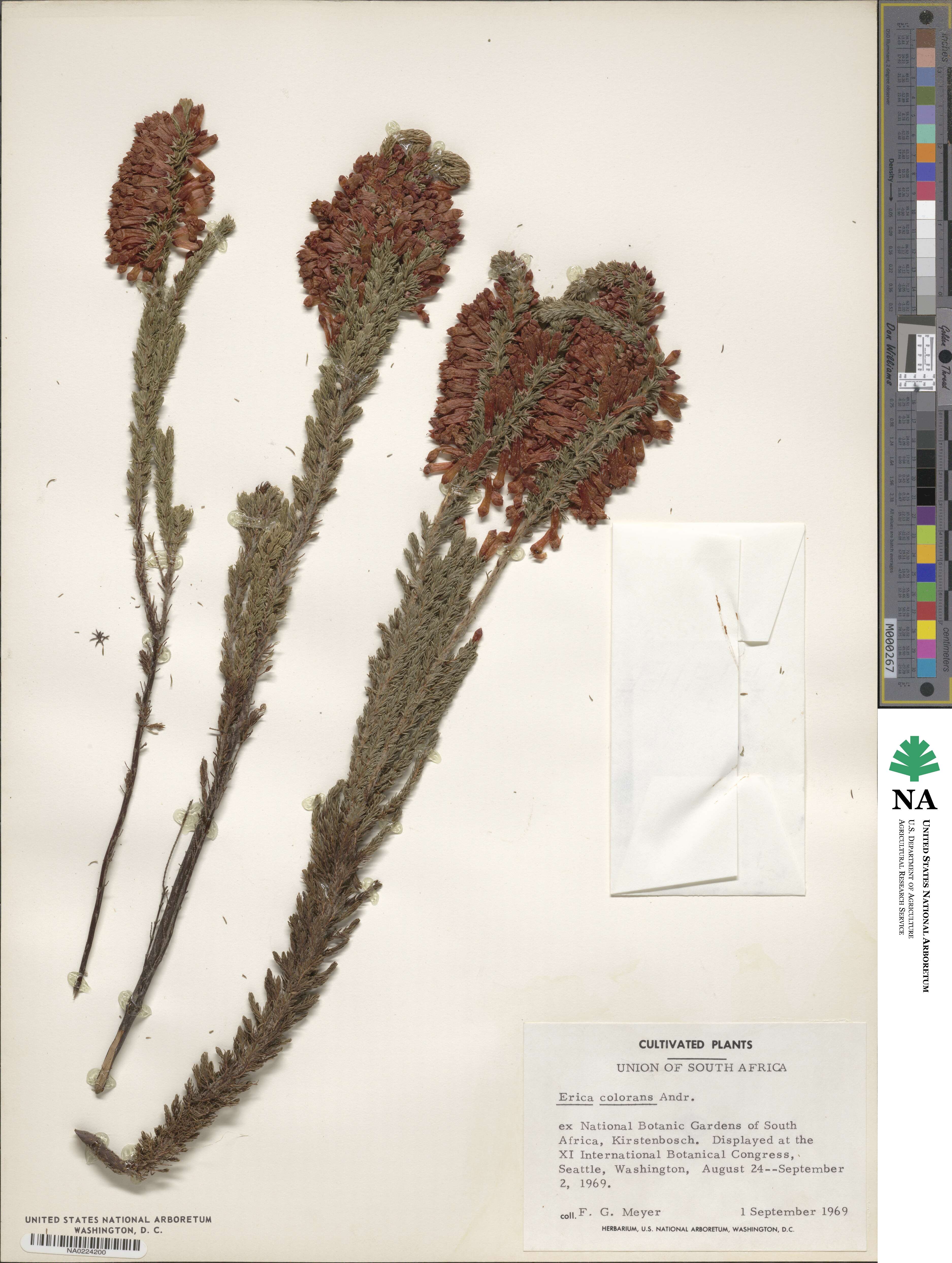 Erica colorans image