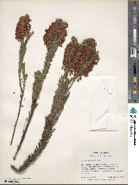 Erica colorans image