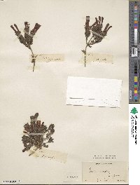 Erica versicolor image