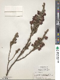 Image of Erica foliacea