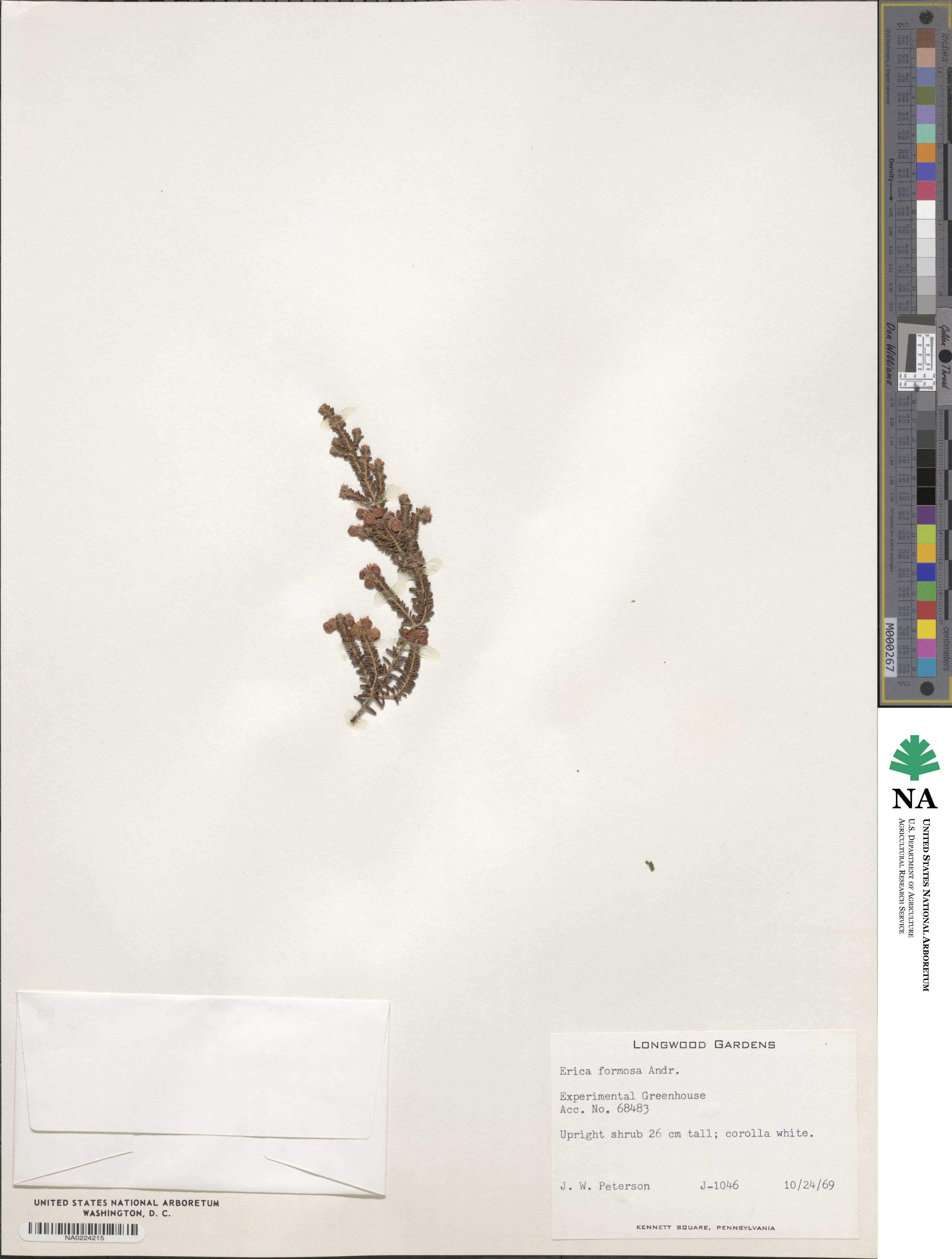 Erica formosa image