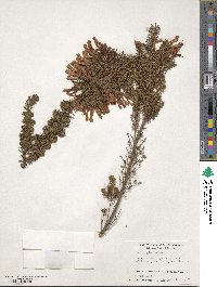 Erica glandulosa image