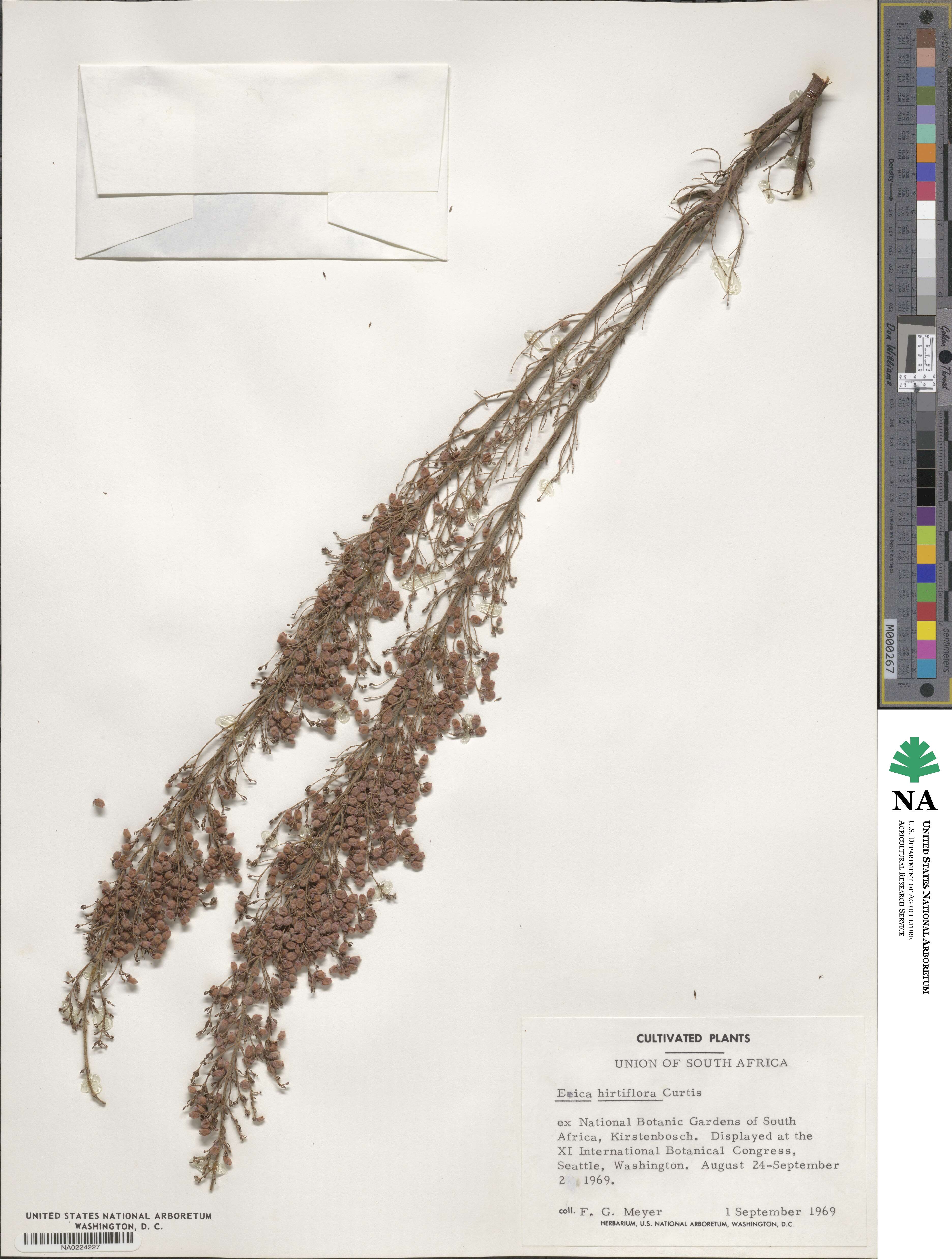 Erica hirtiflora image