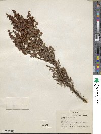 Erica hirtiflora image