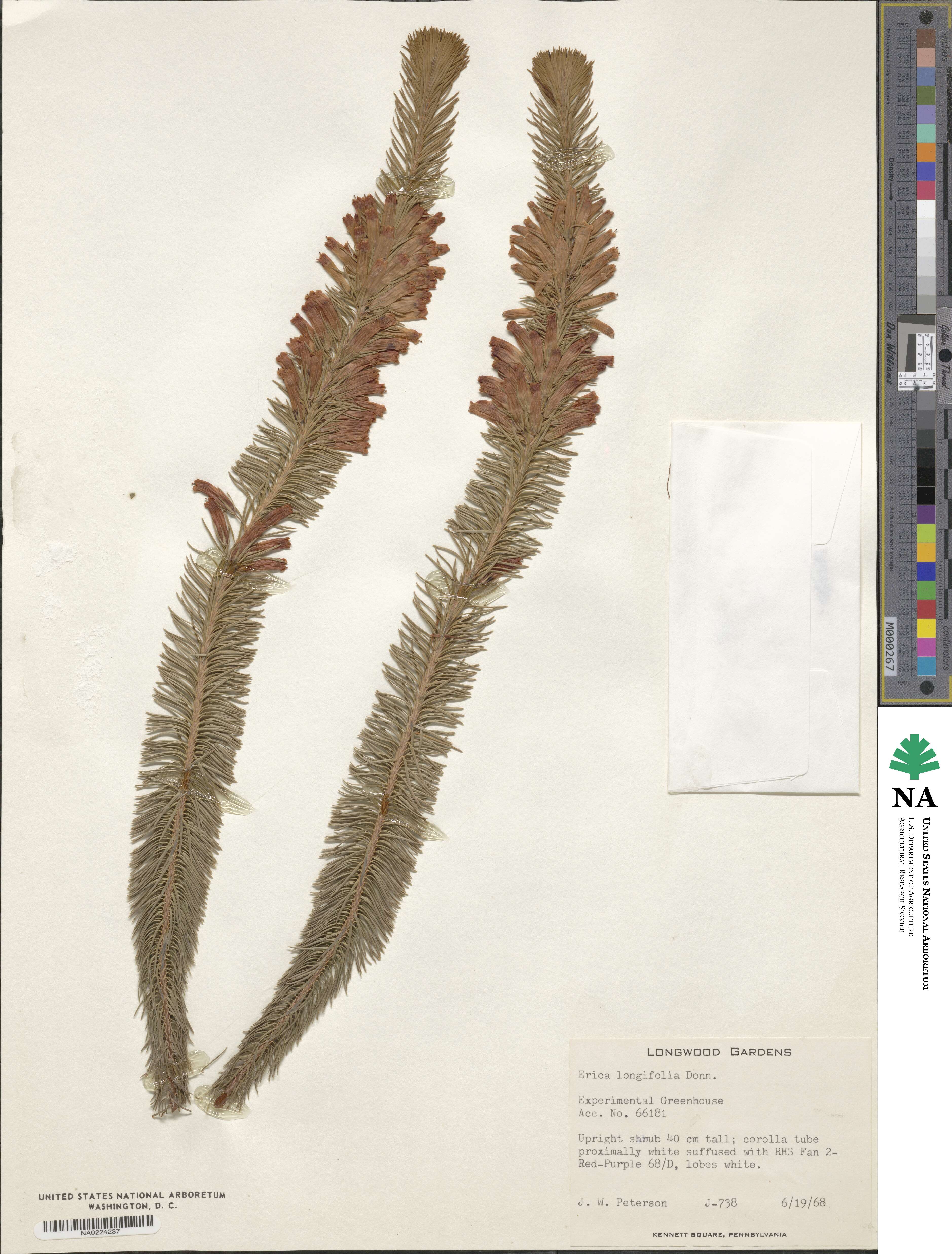 Erica longifolia image