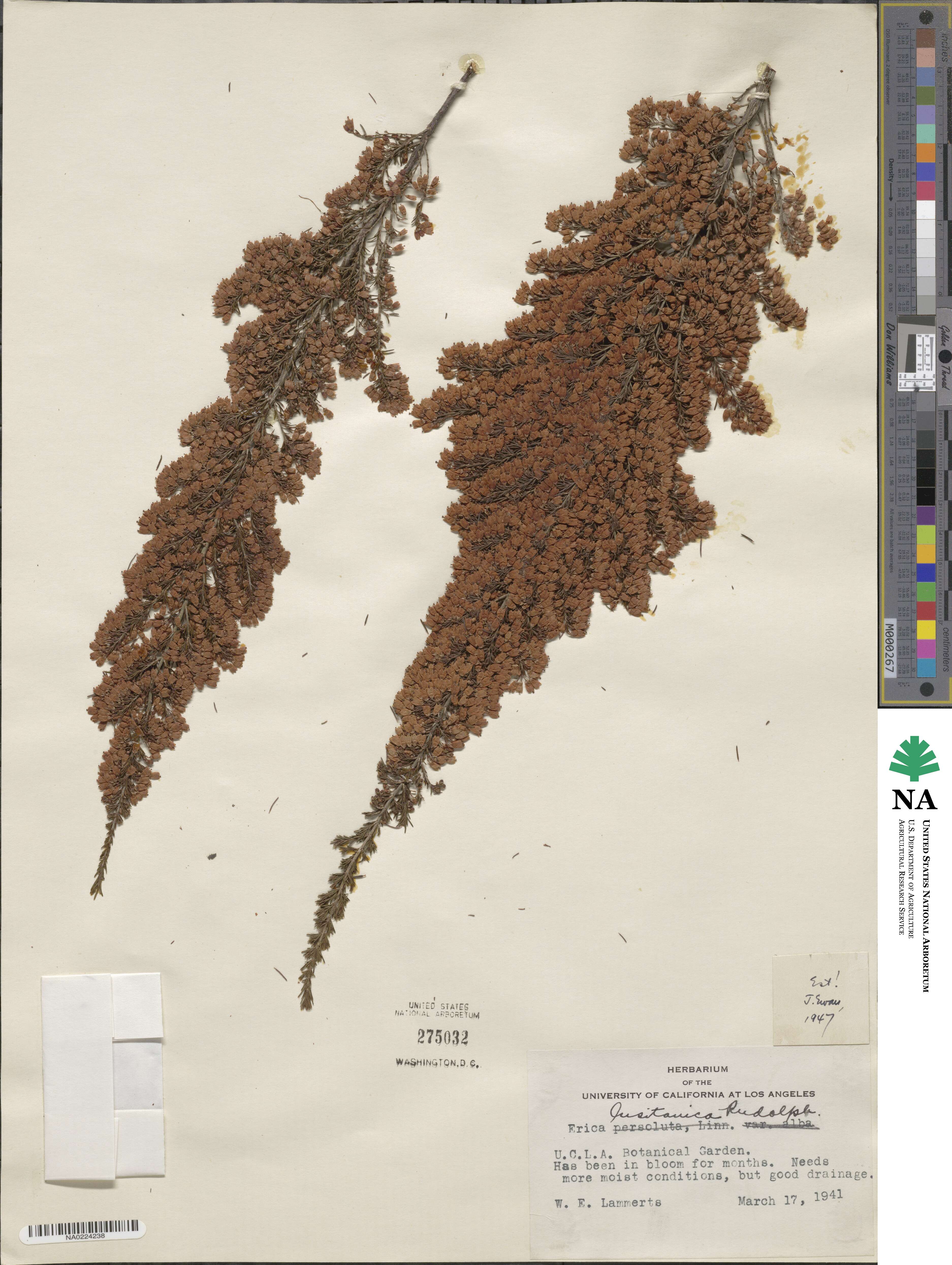 Erica lusitanica image