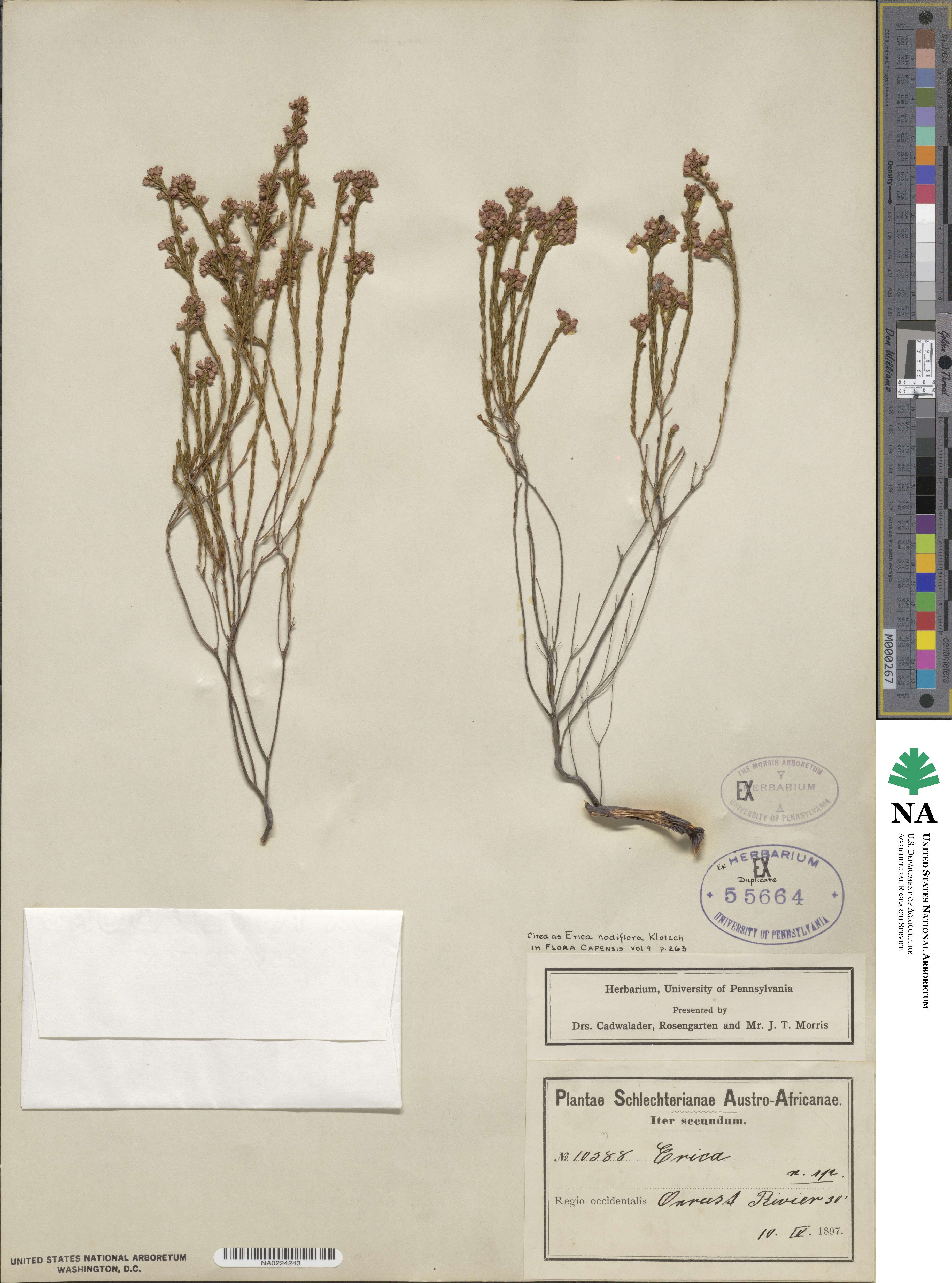 Erica nodiflora image