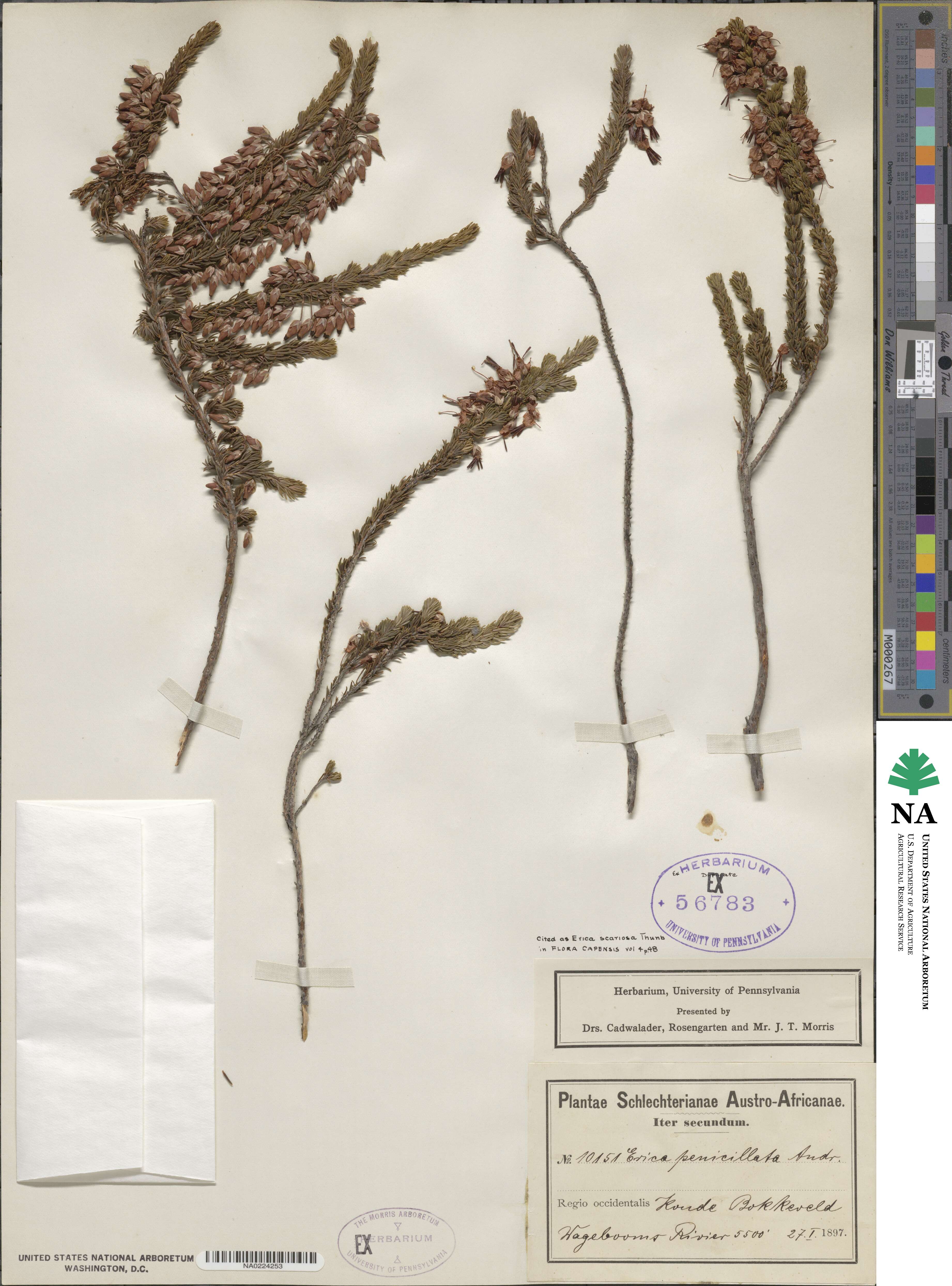 Erica scariosa image