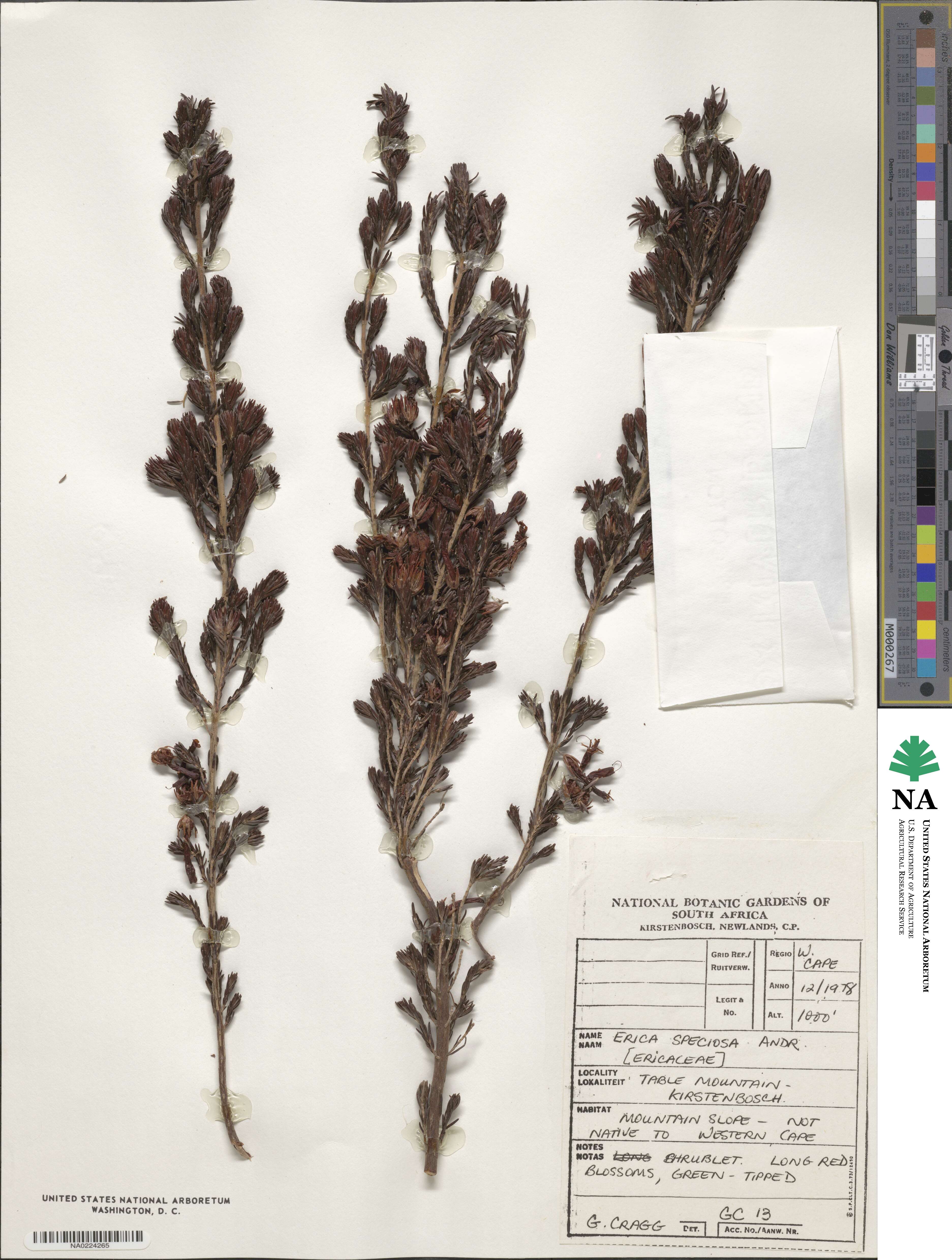 Erica speciosa image