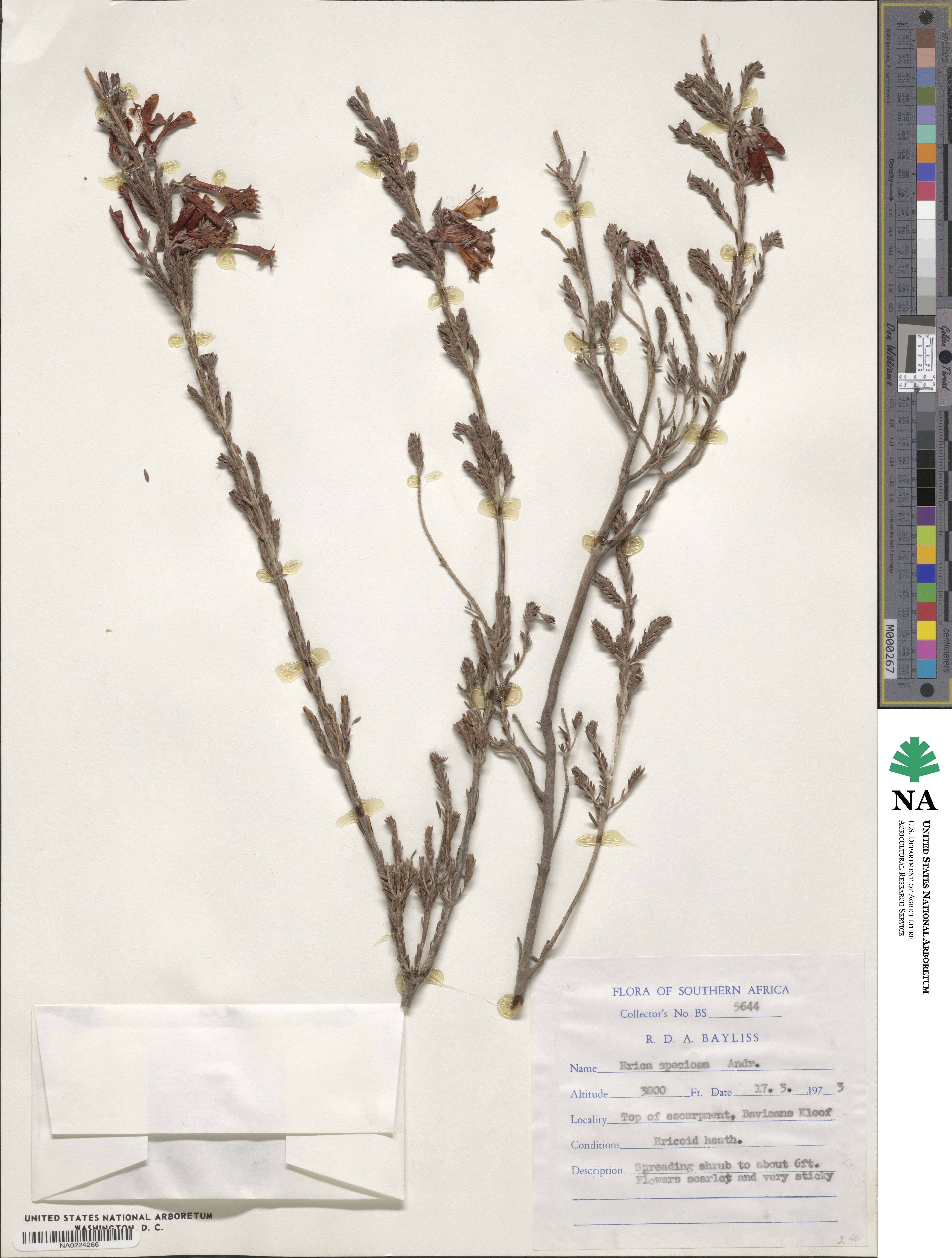 Erica speciosa image