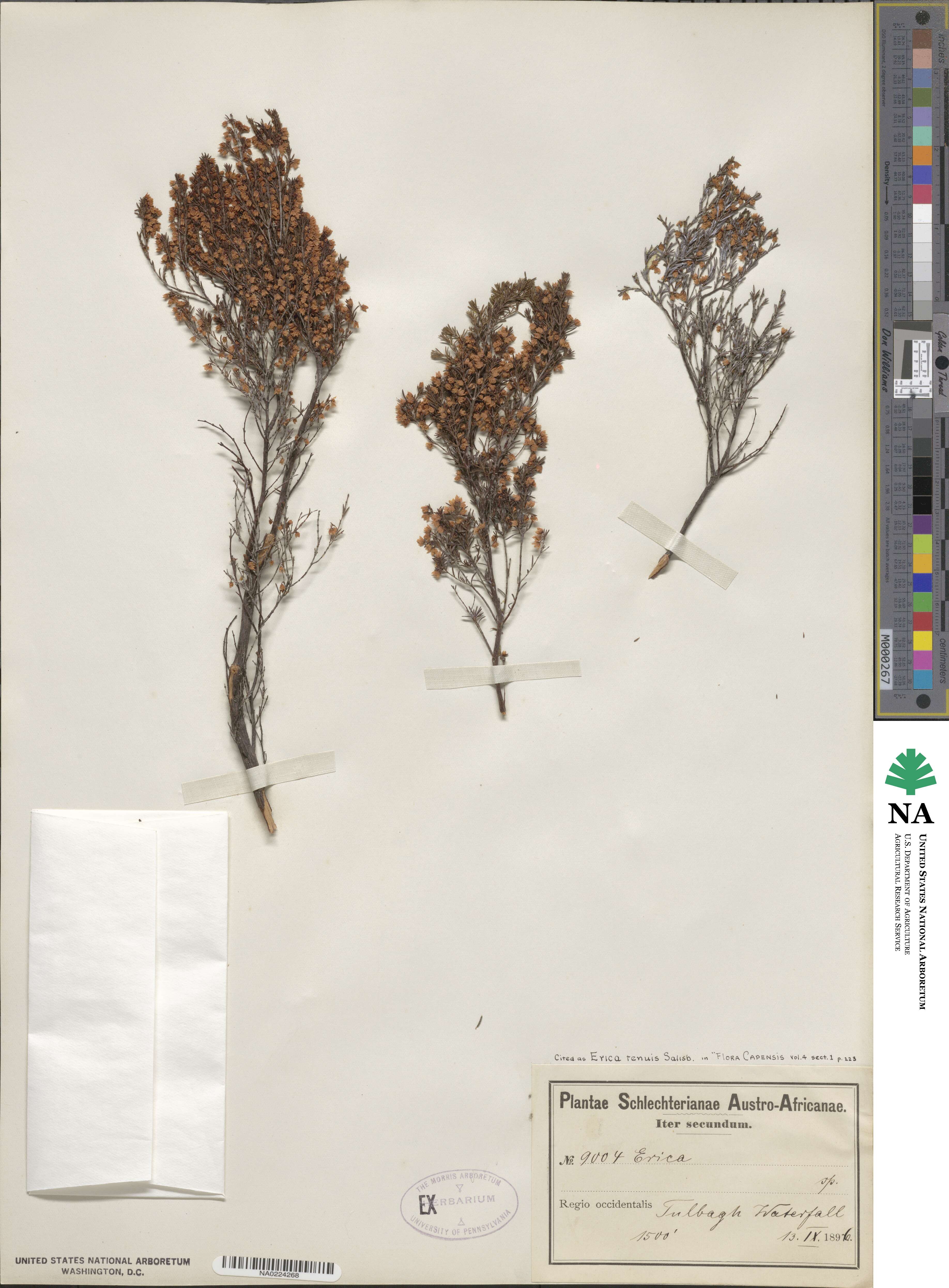 Erica tenuis image