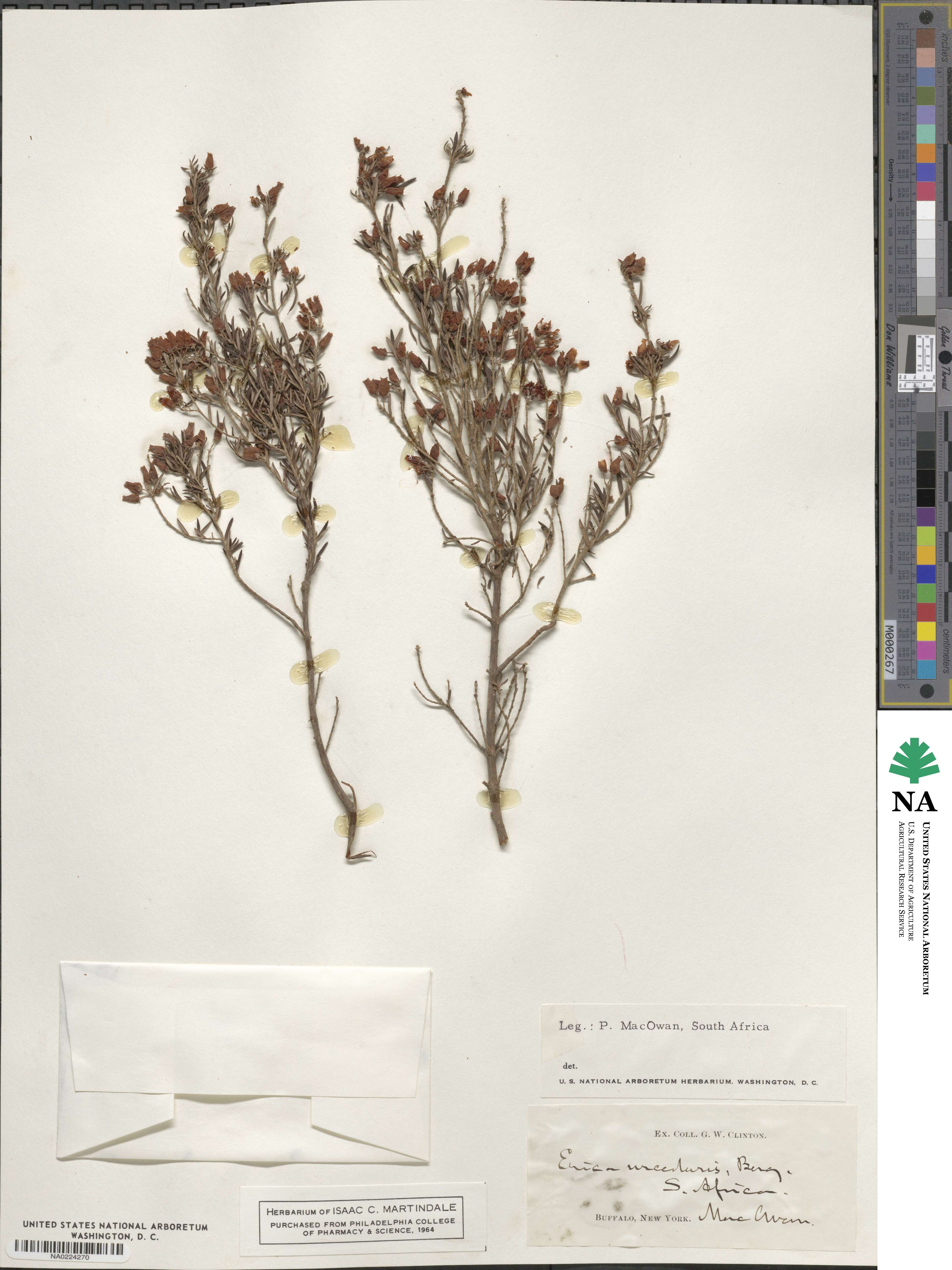 Erica urceolaris image