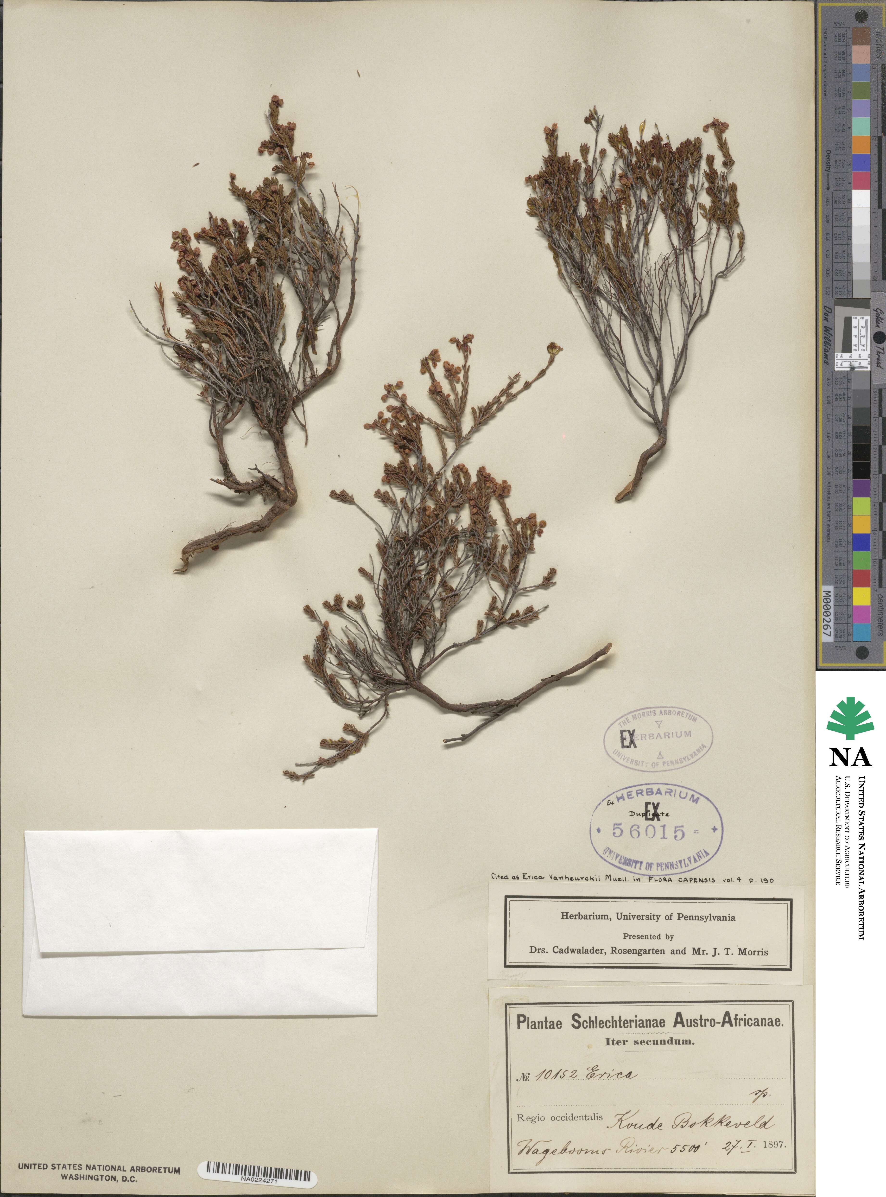 Erica vanheurckii image