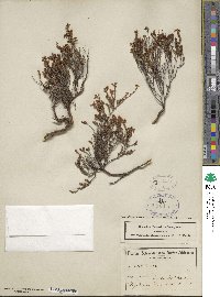 Erica vanheurckii image