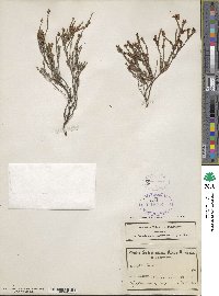 Erica vanheurckii image