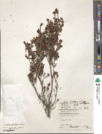 Erica versicolor image