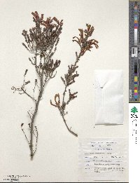 Erica versicolor image