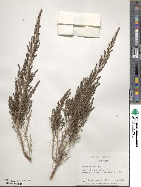 Erica arborea image