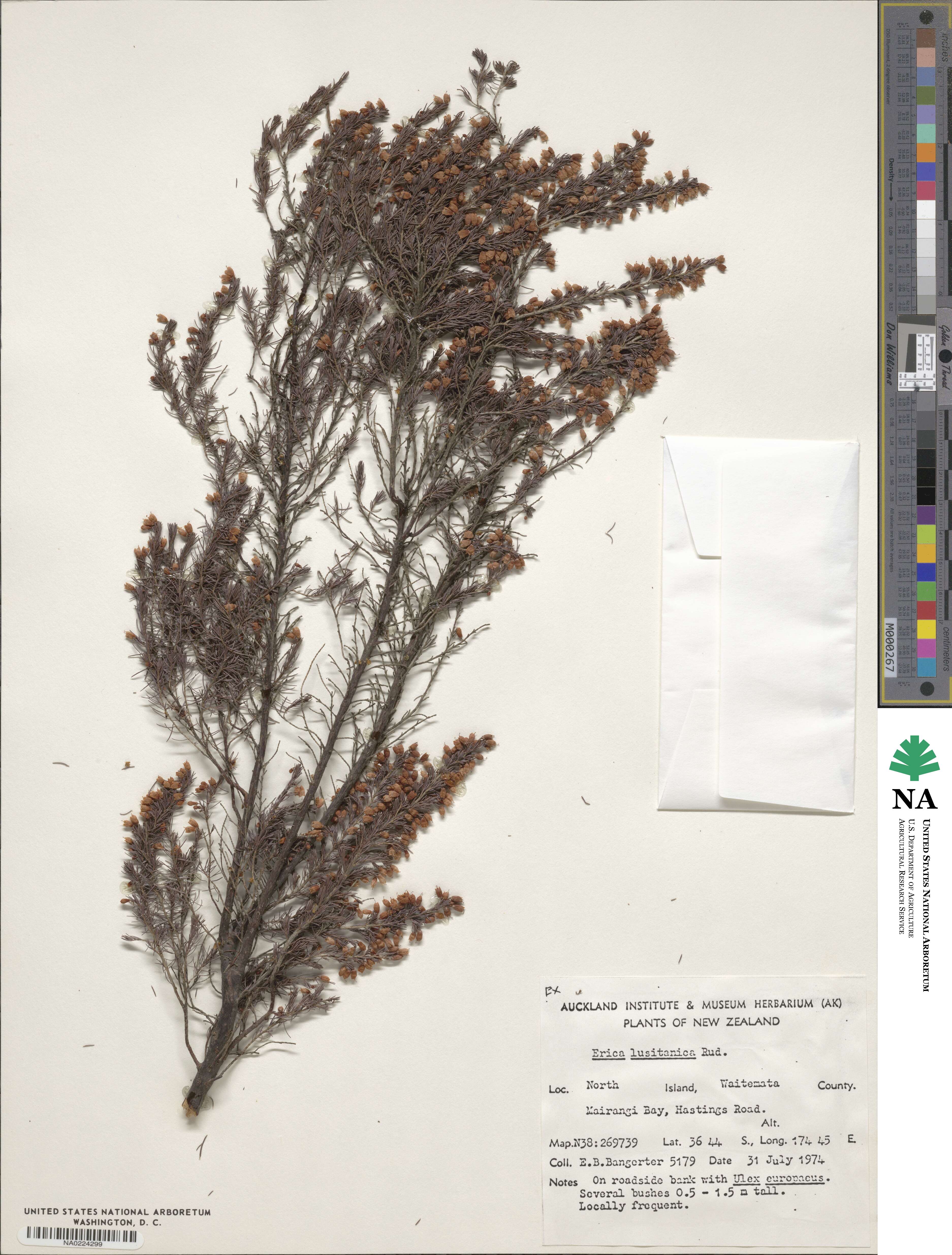 Erica lusitanica image