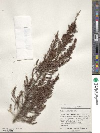 Erica lusitanica image