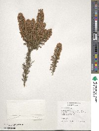 Erica arborea image