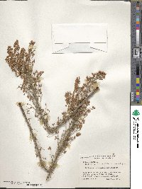 Erica arborea image