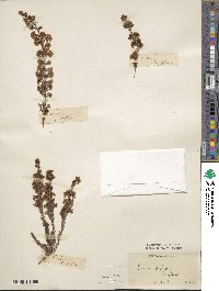 Erica arborea image