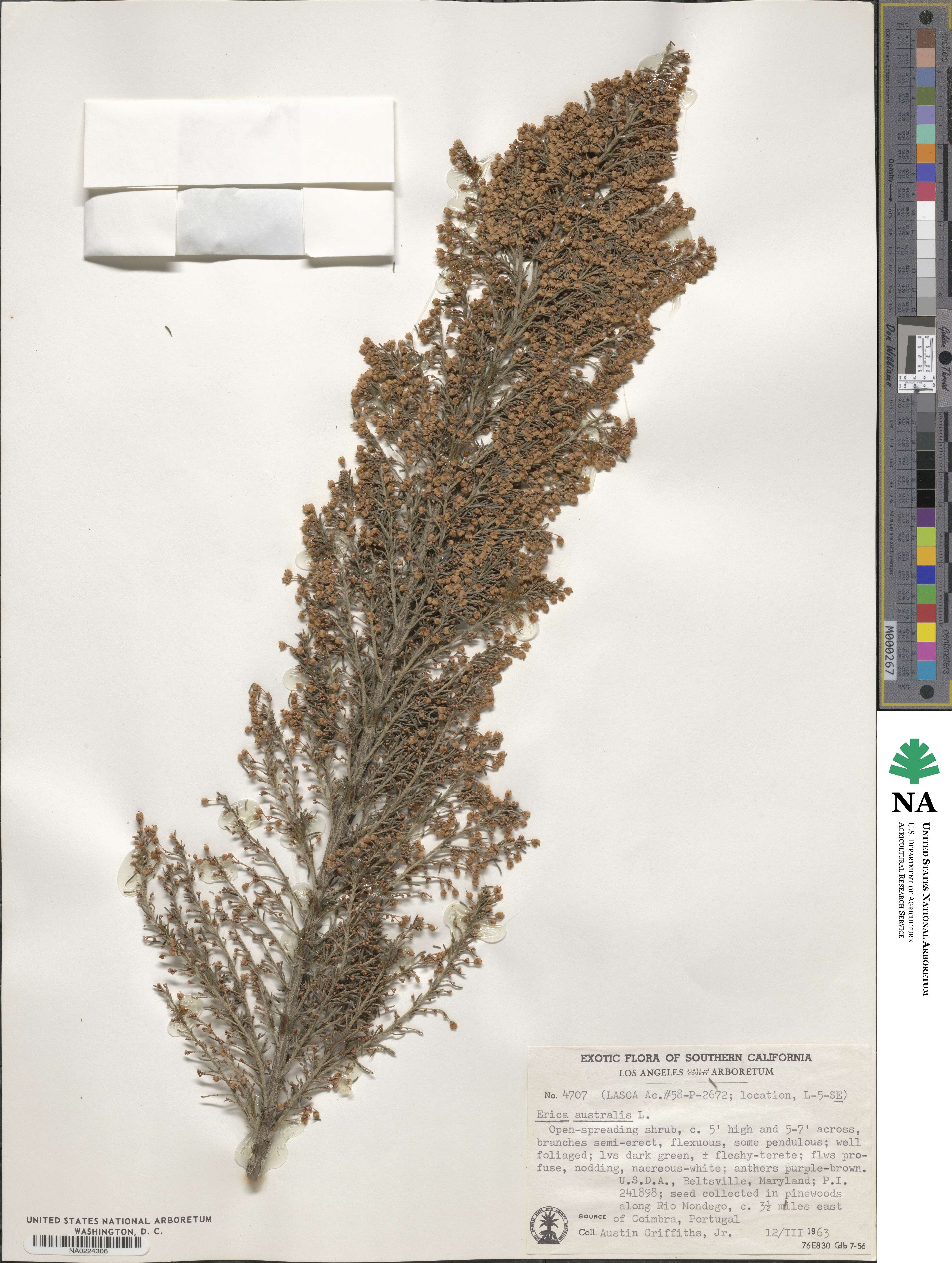 Erica australis image