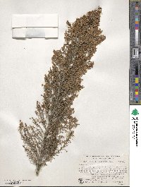 Erica australis image