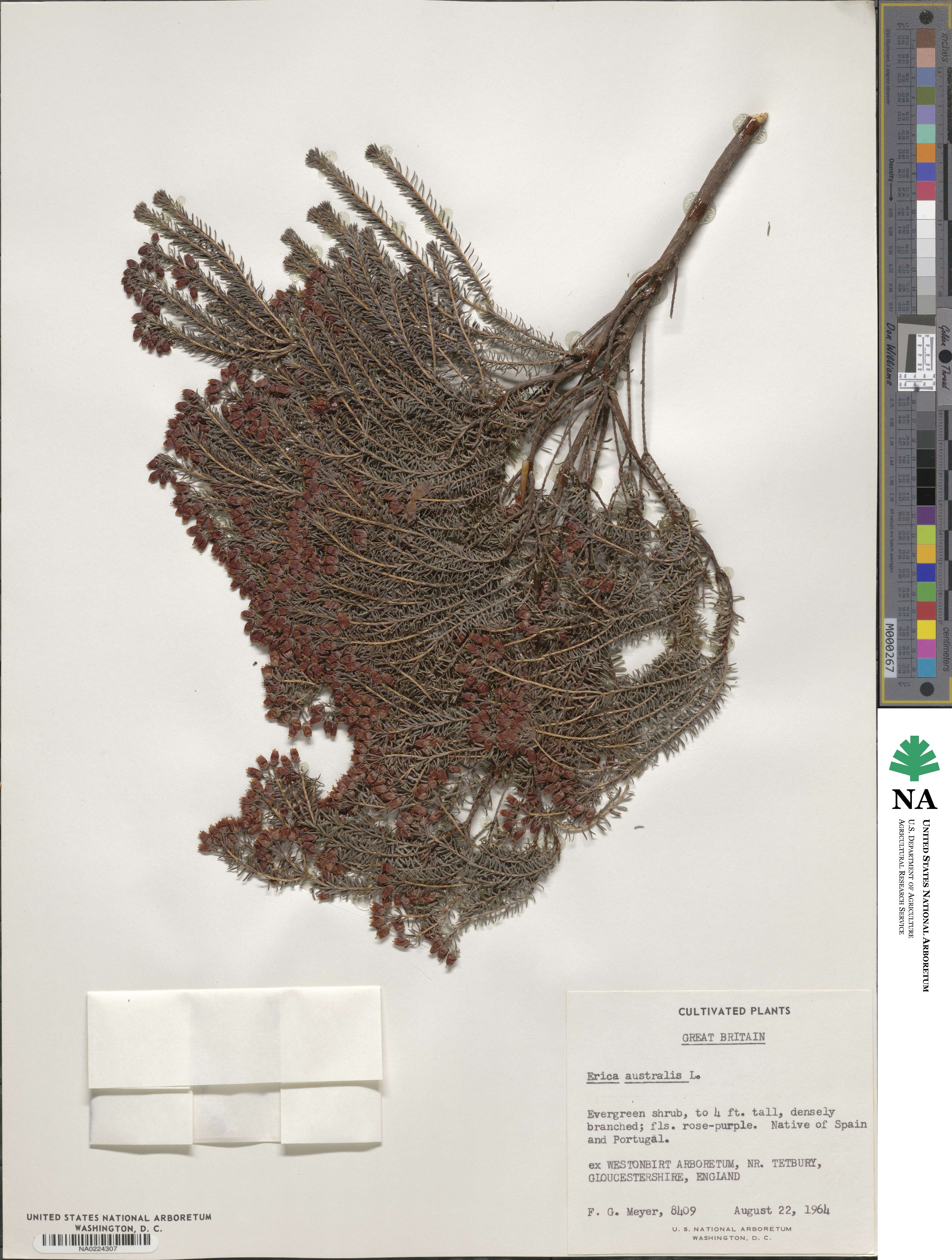 Erica australis image