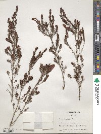 Erica bicolor image