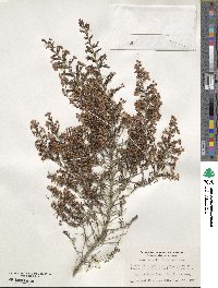 Erica canaliculata image