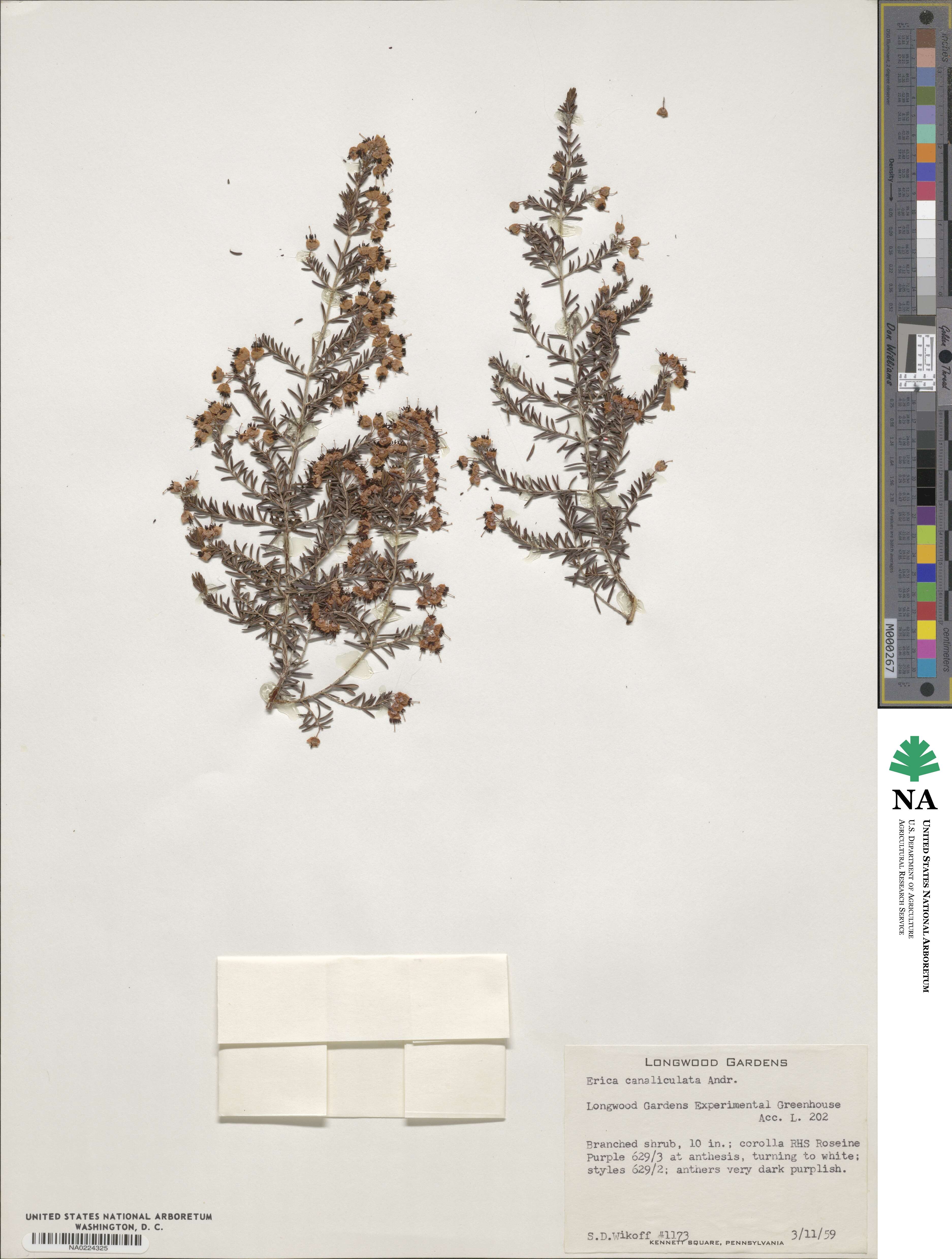 Erica canaliculata image