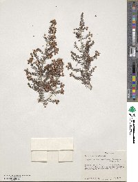 Erica canaliculata image