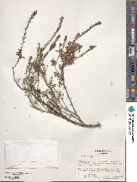 Erica carnea image