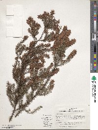 Erica carnea image