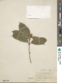 Osmanthus fragrans image