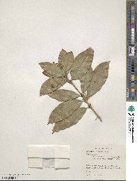 Osmanthus fragrans image