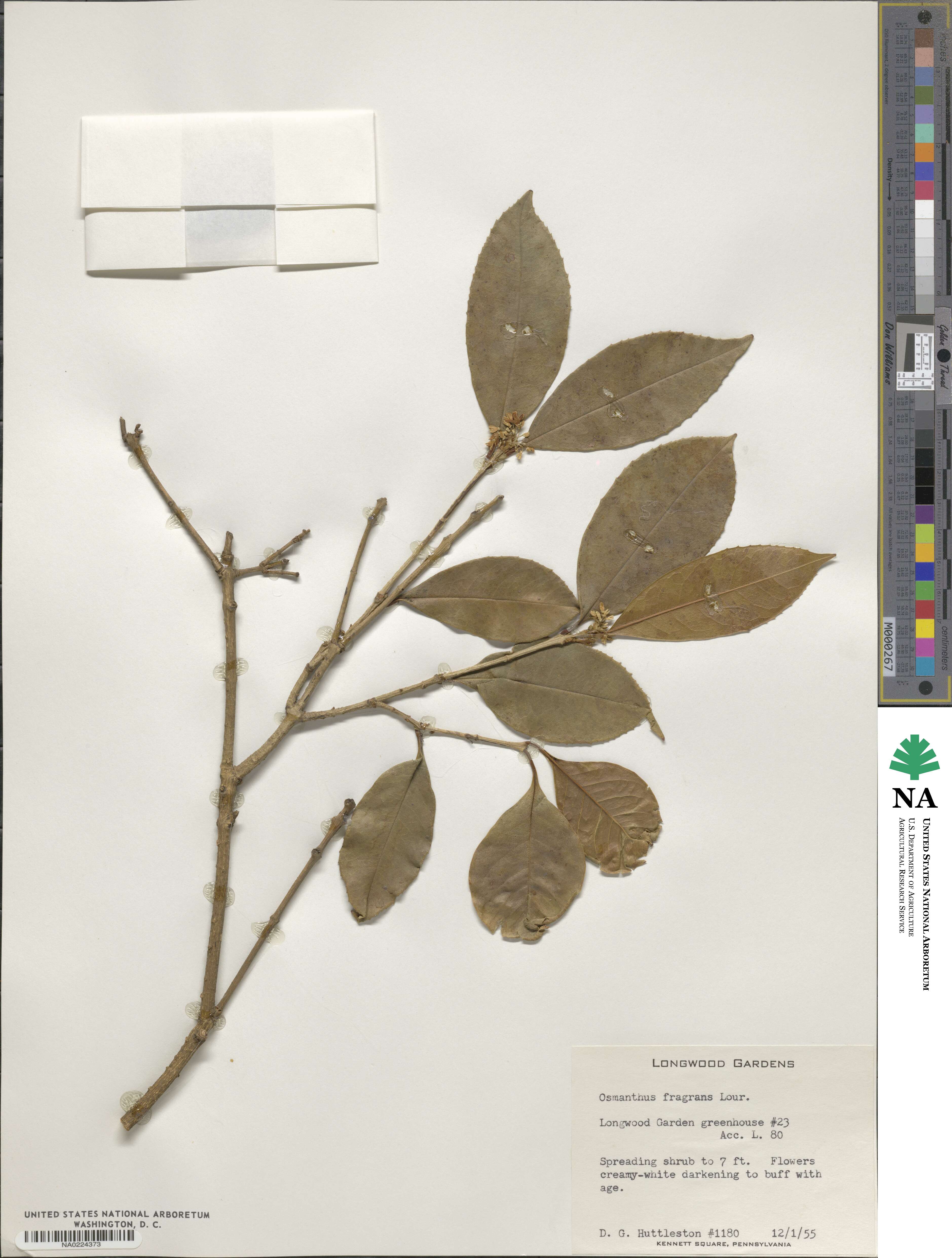 Osmanthus fragrans image