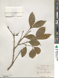 Osmanthus fragrans image