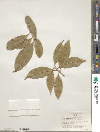 Osmanthus fragrans image