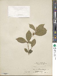 Osmanthus fragrans image